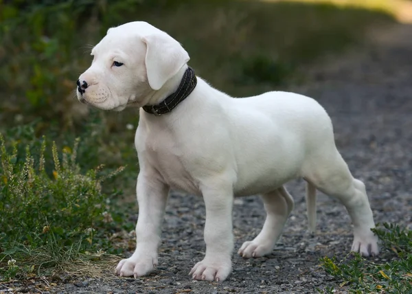 Sweet Puppy Dogo Argentino Standing Grass Front View — Stock Photo, Image