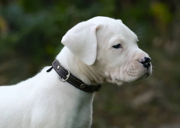 Retrato Cachorro Dogo Argentino Grama — Fotografia de Stock