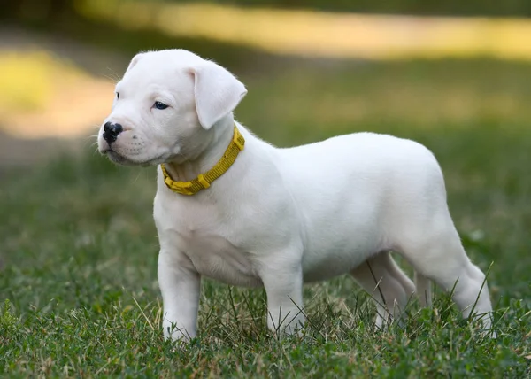 Tatlı köpek Dogo Argentino ayakta çim. Önden Görünüm