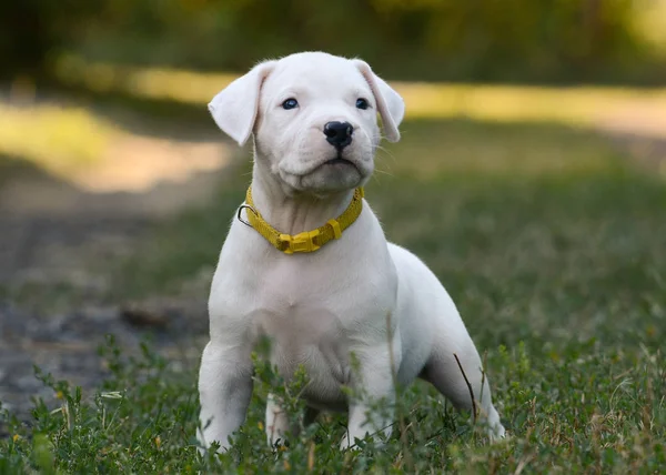 Sweet Puppy Dogo Argentino Standing Grass Front View — Stock Photo, Image