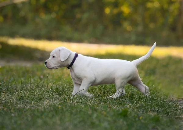 Yavru Dogo Argentino otların arasında olacak. Yan görünüm