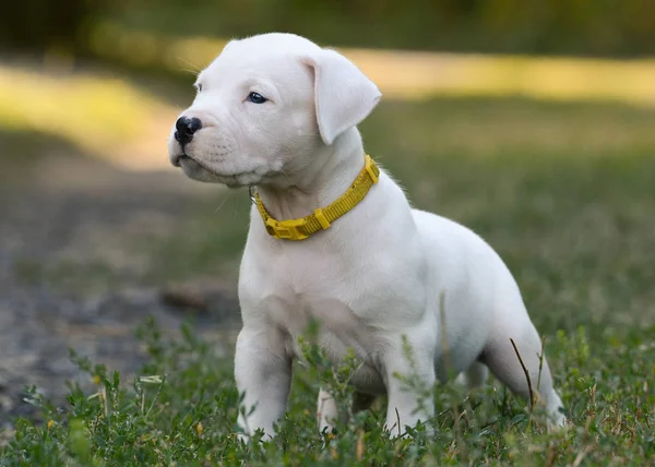 Tatlı köpek Dogo Argentino ayakta çim. Önden Görünüm
