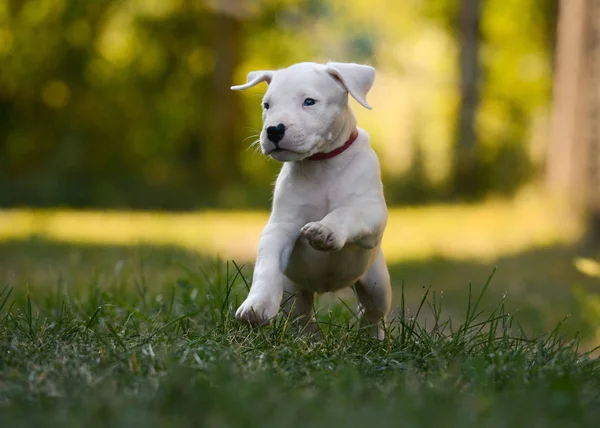 Tatlı Köpek Dogo Argentino Çimenlerde Oynamak Önden Görünüm — Stok fotoğraf