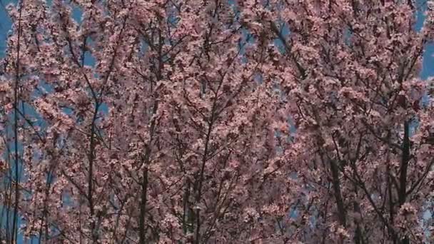 Cherry blossom trees with pink and red flowers on blue sky background. — Stock Video