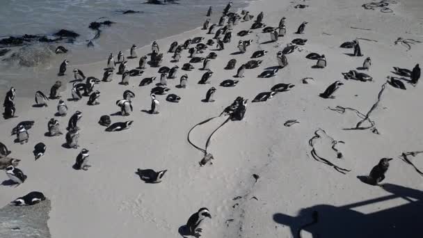 African Penguins Boulders Beach Sudáfrica Vista Observación Cercana Del Día — Vídeo de stock