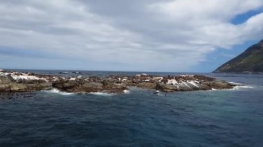 Güney Afrika 'daki Hout Körfezi' nde kahverengi kürk fok kolonisi, sallanan bir tekneden görülmüş. Cape Town 'a yakın Cape Peninsula' da bir kayanın üzerindeki Arctocephalus pusillus adlı deniz aslanlarının gündüz görüntüsü..