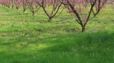 Mavi arka planda pembe ve kırmızı çiçekli kiraz ağaçları. Güneşli bir bahar gününde, yeşil bir tarlada çiçek açan bir sürü kiraz ağacı..