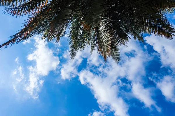 Ciel Bleu Avec Nuages Feuilles Palmier Parc Municipal Avec Palmiers — Photo
