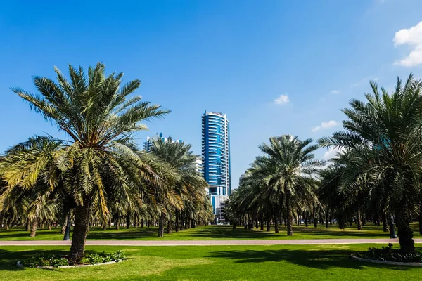 有棕榈树的城市公园 在阿联酋沙迦走绿化带 带渐变和颗粒的背景色 — 图库照片