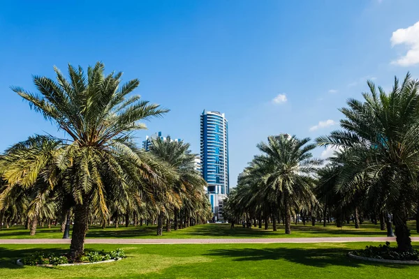 City Park Con Palmeras Caminando Zona Verde Los Emiratos Árabes Imagen de archivo