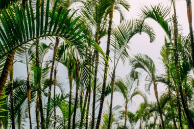 Parkta tropikal eğrelti otları var. Tropik bir adadaki bir şehir parkında eğreltiotu dalına yakın çekim. Gradyan ve tahıllı arkaplan rengi, ses efekti.