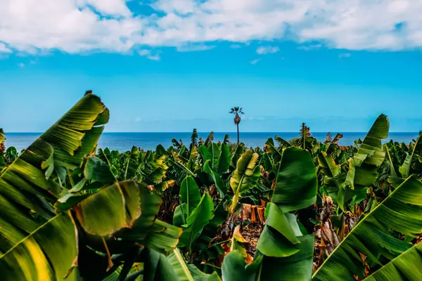 Endless Banana Plantations Island Tenerife Sunny Day Banana Farm Banana — Stock Photo, Image
