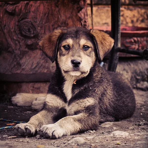 Gozques Cajica 1 — Foto Stock