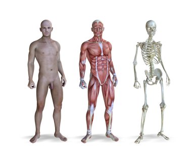Erkek anatomisi sayısı