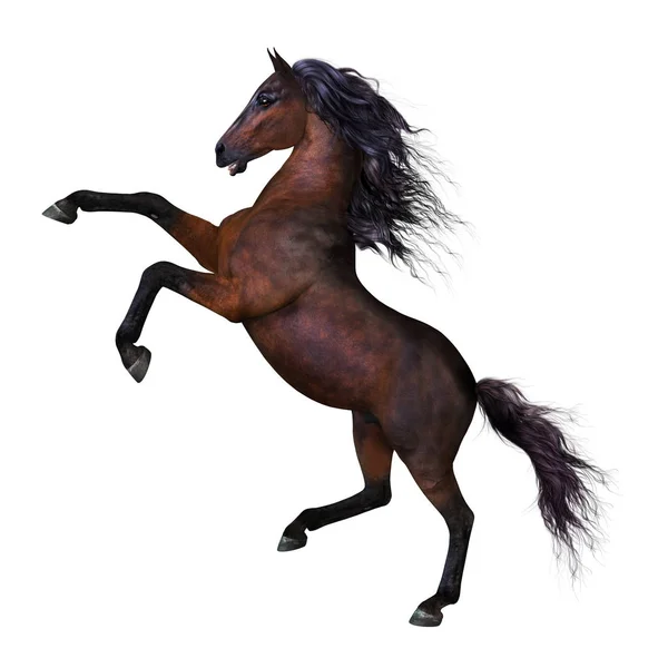 Krásné chovné koně — Stock fotografie