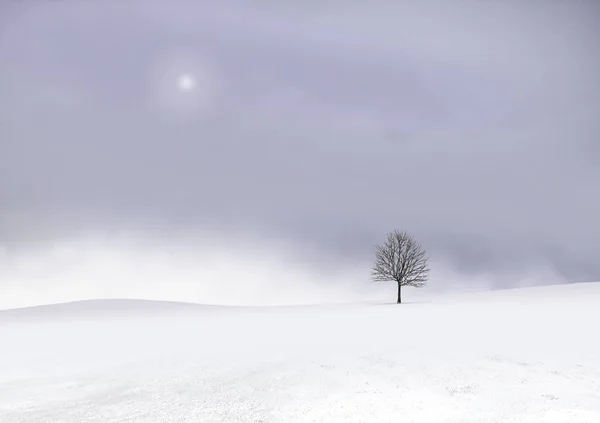 Paisaje invernal con un árbol solitario —  Fotos de Stock