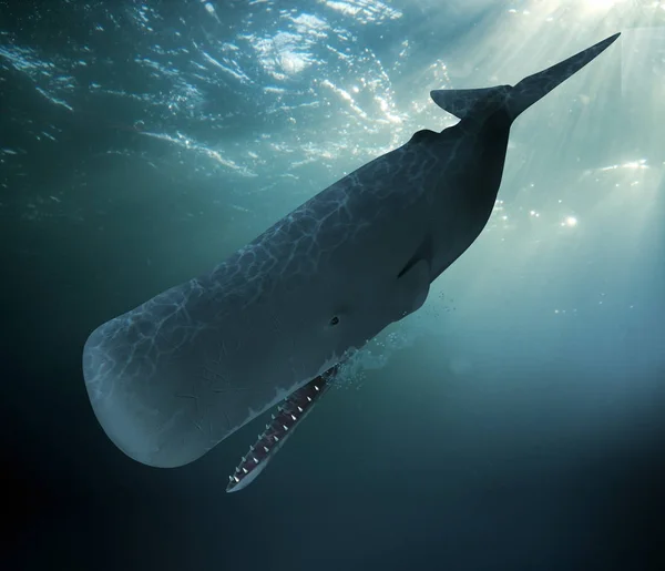 Σπερματοζωάρια Φάλαινα κατάδυση υποβρύχιο — Φωτογραφία Αρχείου