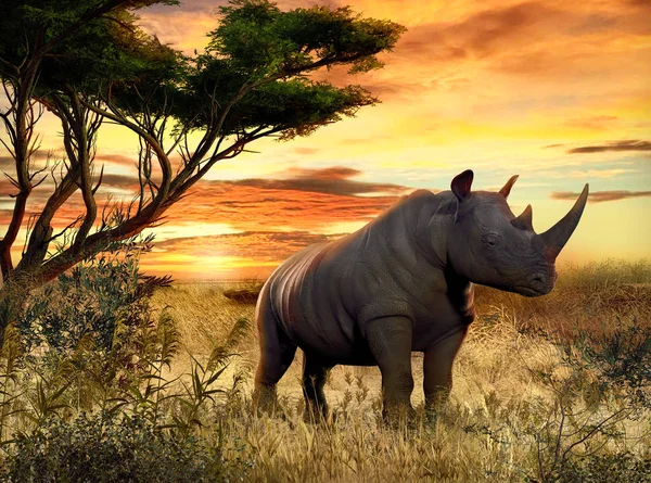 Beautiful Scenery African Rhino Savanna Sunset Render Illustration — Stock Photo, Image