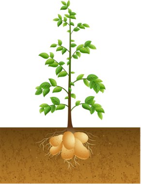 Patates bitki kök toprak altında ile