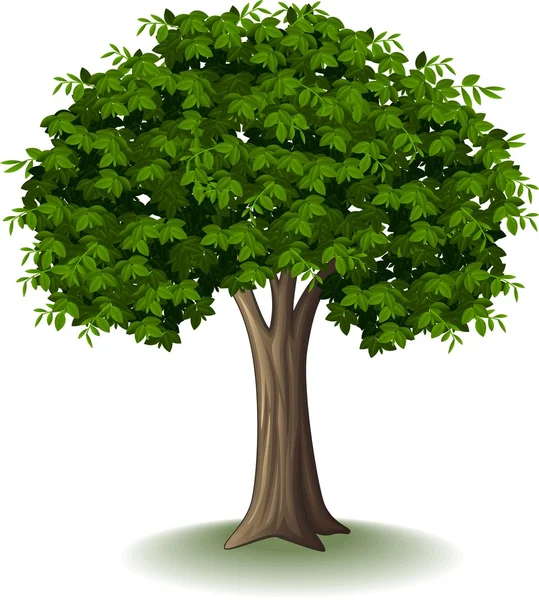 Árvore isolada sobre fundo branco — Vetor de Stock