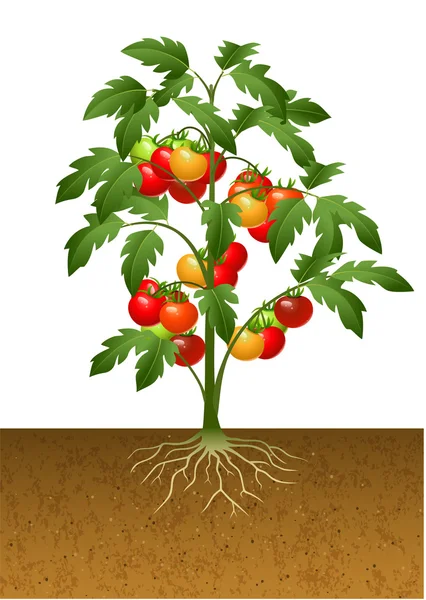 Planta de tomate con raíz bajo el suelo — Vector de stock