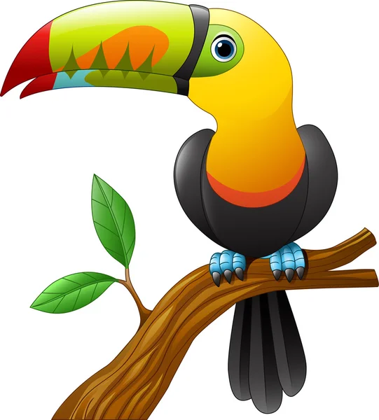 Desenhos animados Toucan sentado no ramo — Vetor de Stock