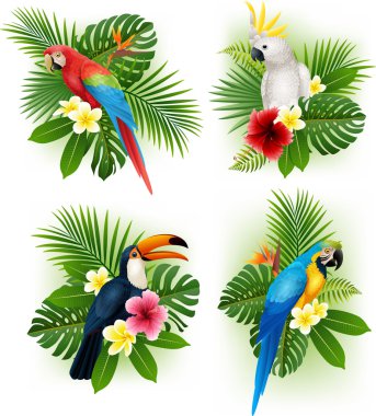 Tropikal çiçek ve kuş koleksiyonu kümesi