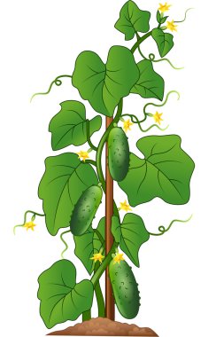 Beyaz arka plan üzerinde izole salatalık bitki