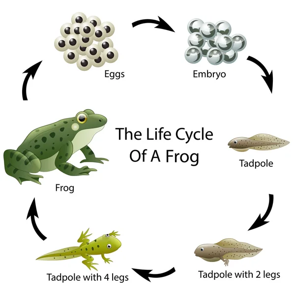 Bir kurbağa yaşam döngüsü — Stok Vektör