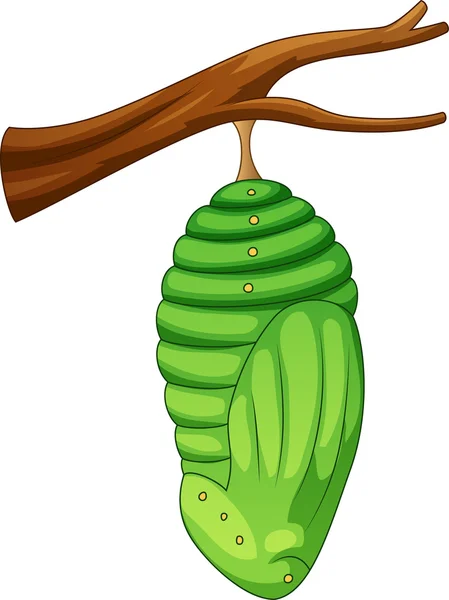 Pupa de dibujos animados de la mariposa — Vector de stock