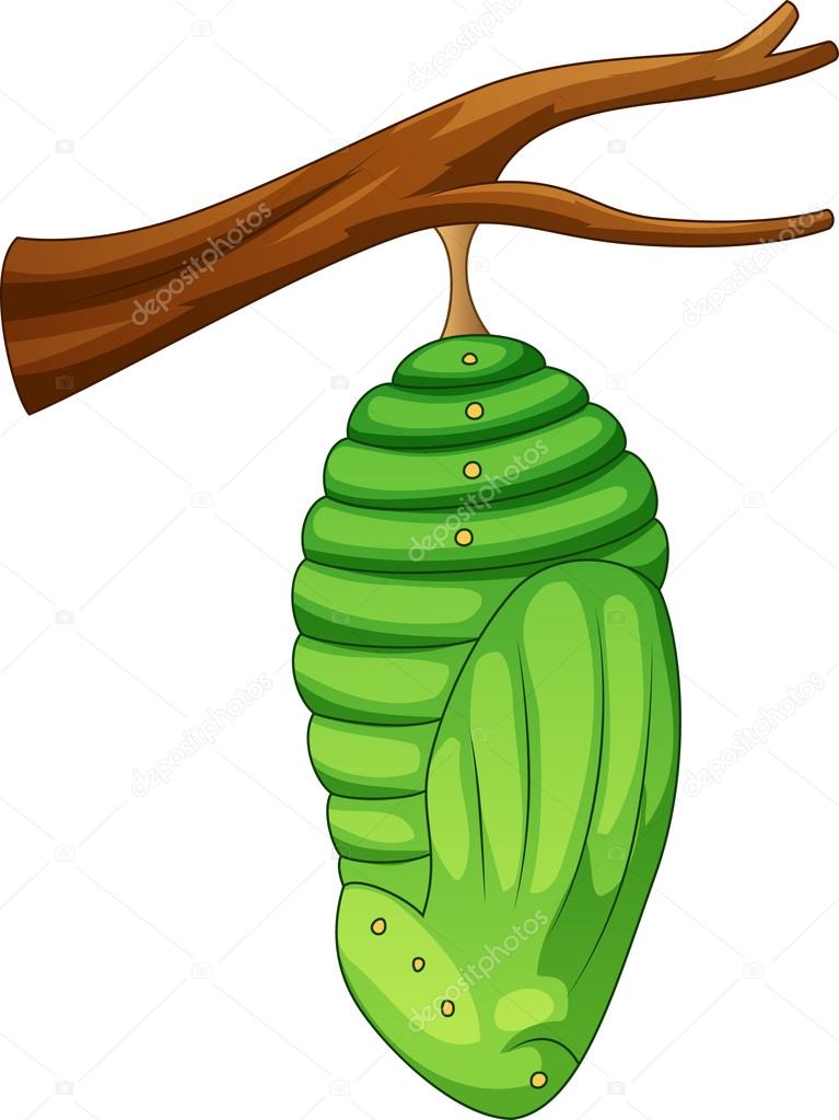 Cartoon pupa of the butterfly