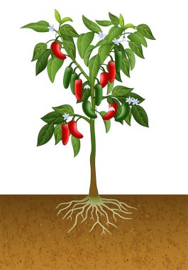 Jalapeno biber bitki
