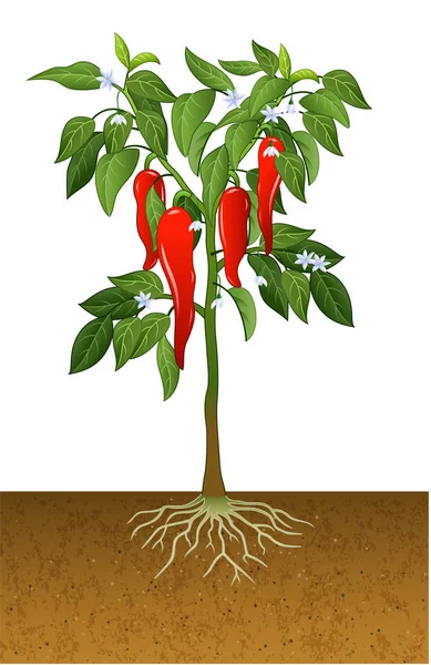 Illusztráció: chili paprika növény — Stock Vector