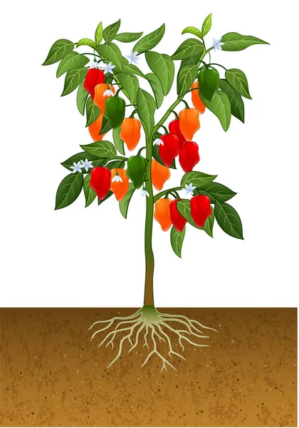 Habanero のコショウの植物 — ストックベクタ