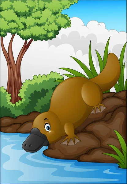 การ์ตูน platypus ในลําธารป่า — ภาพเวกเตอร์สต็อก