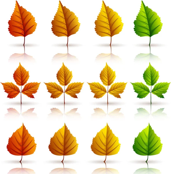 Ensemble Feuilles Automne Colorées Isolé Sur Fond Blanc — Image vectorielle