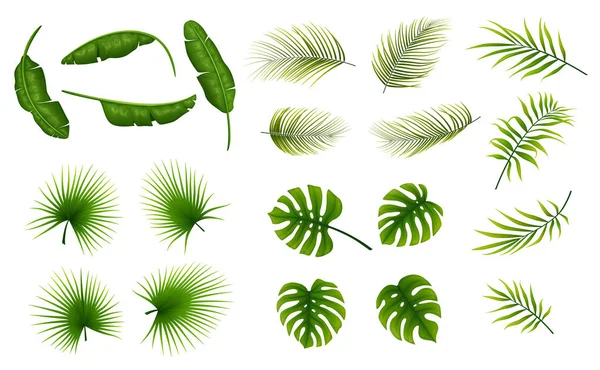 Набор Тропических Листьев Растений Белом Фоне — стоковый вектор