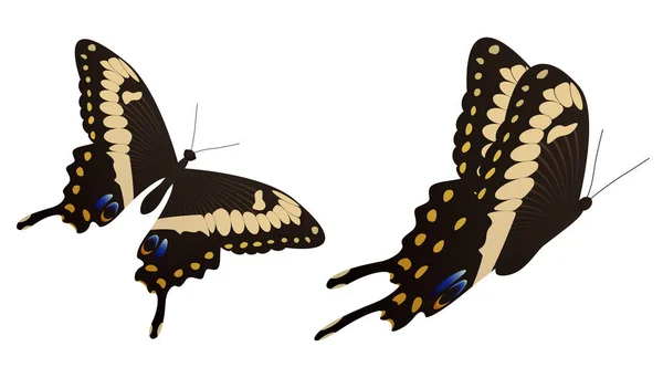 El vector de mariposa cola de golondrina negra ilustración — Vector de stock