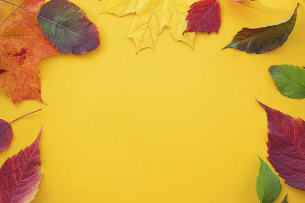 秋天五彩斑斓的叶子在黄色的背景上. 平躺着. — 图库照片