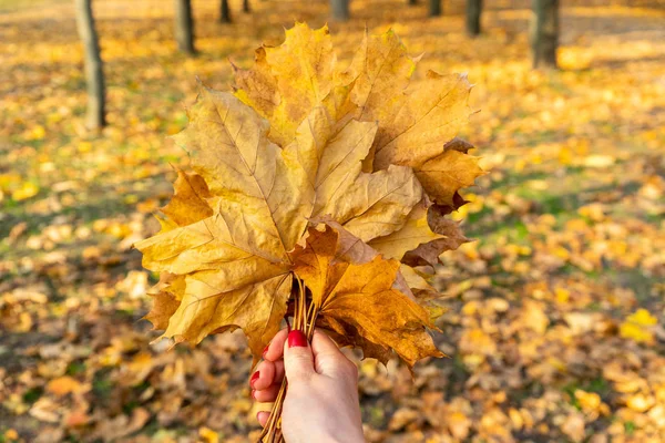 Gele herfstblad in een vrouwelijke hand in het park. — Stockfoto