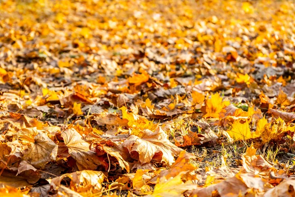 琥珀色秋天的树叶落在公园的地上. — 图库照片