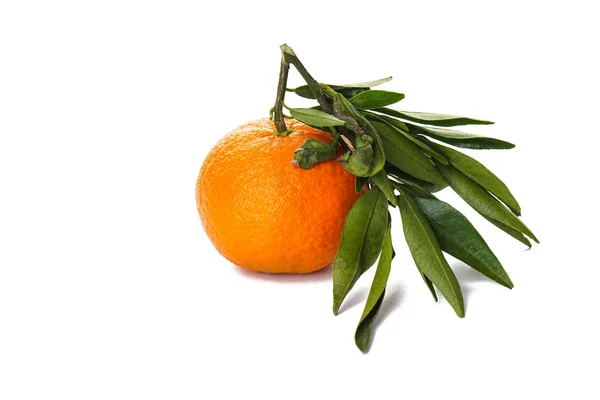 Mandarina con una rama verde aislada sobre un fondo blanco — Foto de Stock