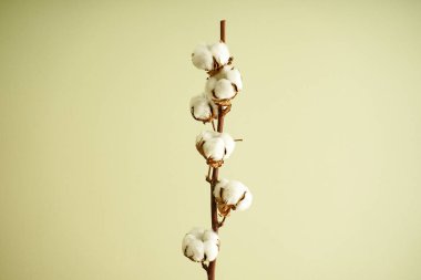 Düz yeşil arka planda güzel bir pamuk dalı uzanıyordu.