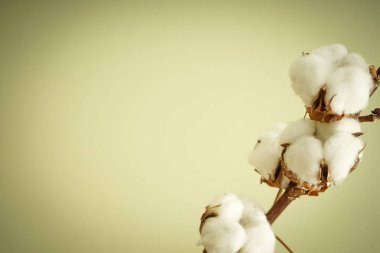 Metni olan güzel bir pamuk dalı, yakın plan..