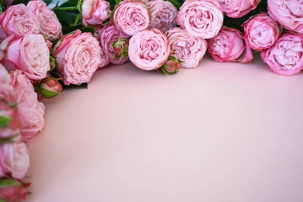 Pioenroos rozen op een lichtroze achtergrond met plaats voor tekst, close-up — Stockfoto