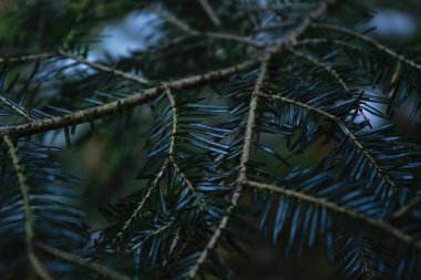 Green prickly branches of fur or pine in a coniferous forest. Spruce branch close-up.