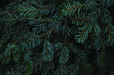 Green prickly branches of fur or pine. Spruce branch close-up.