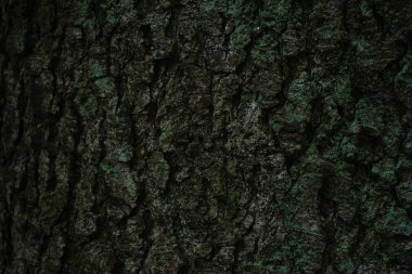 Closeup, tree bark with moss. Moss or lichen on the tree pattern.