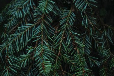 Green prickly branches of fur or pine. Spruce branch close-up. Green branches of spruce. Christmas tree.