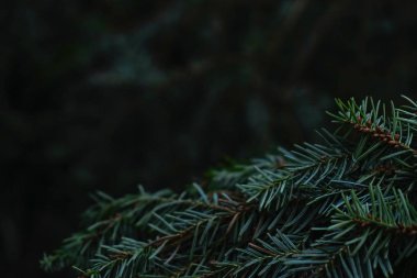 Green prickly branches of fur or pine in a coniferous forest. Space for text.
